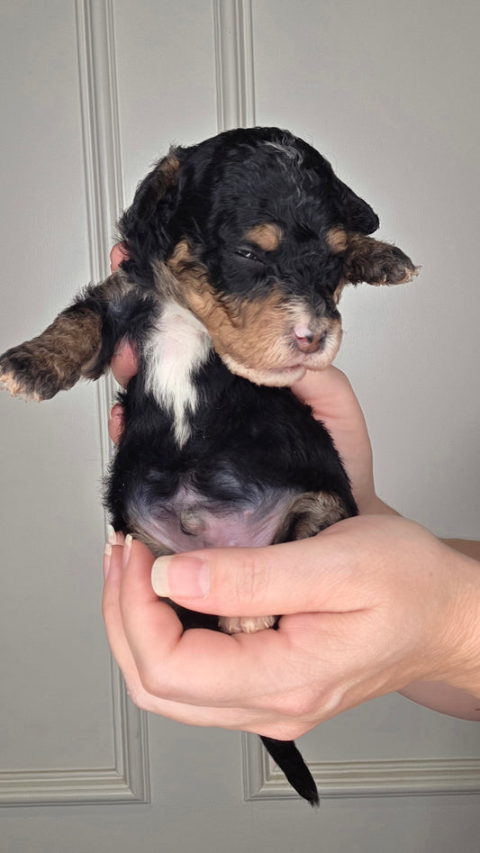 Tucker