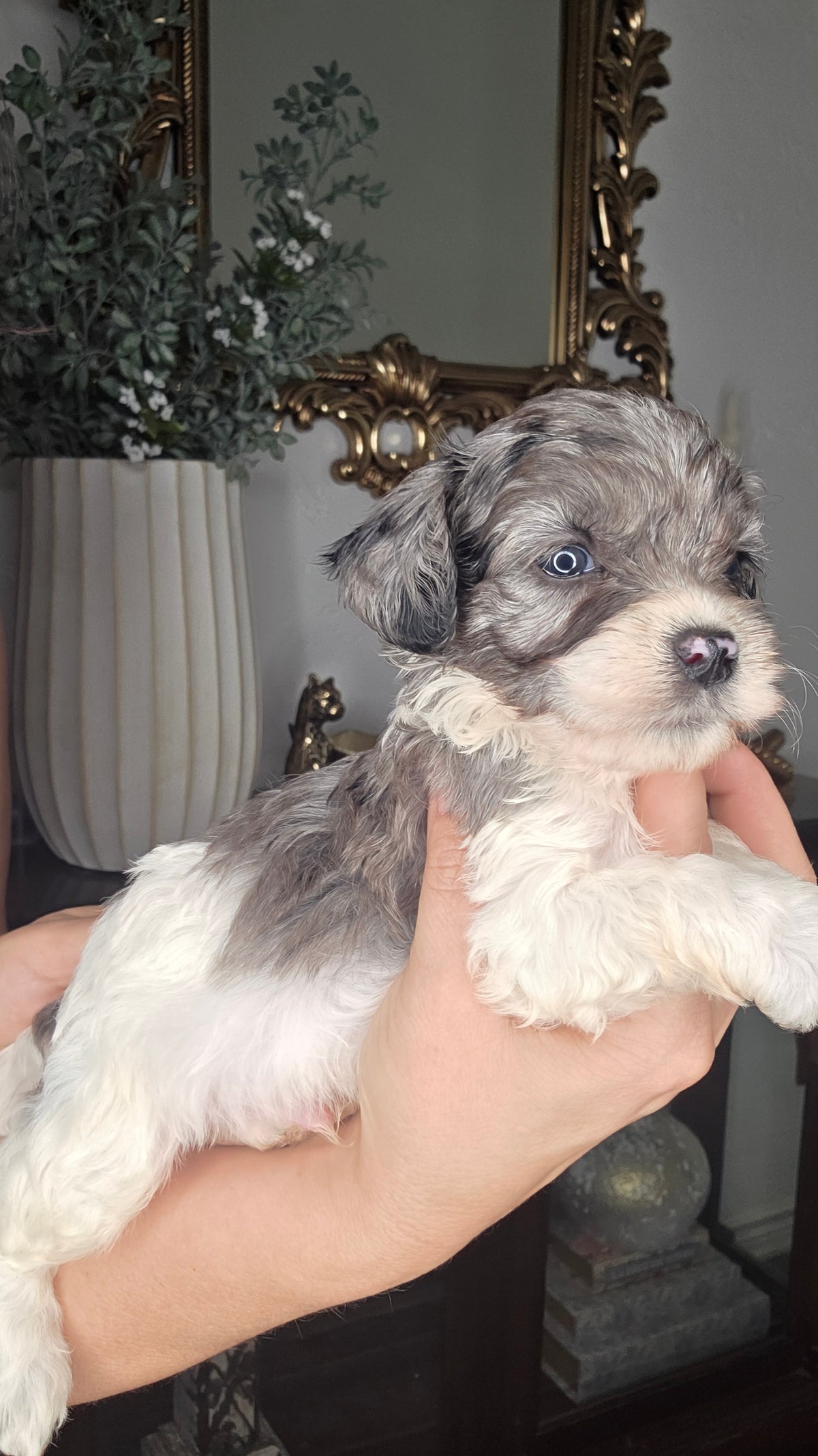 Duke