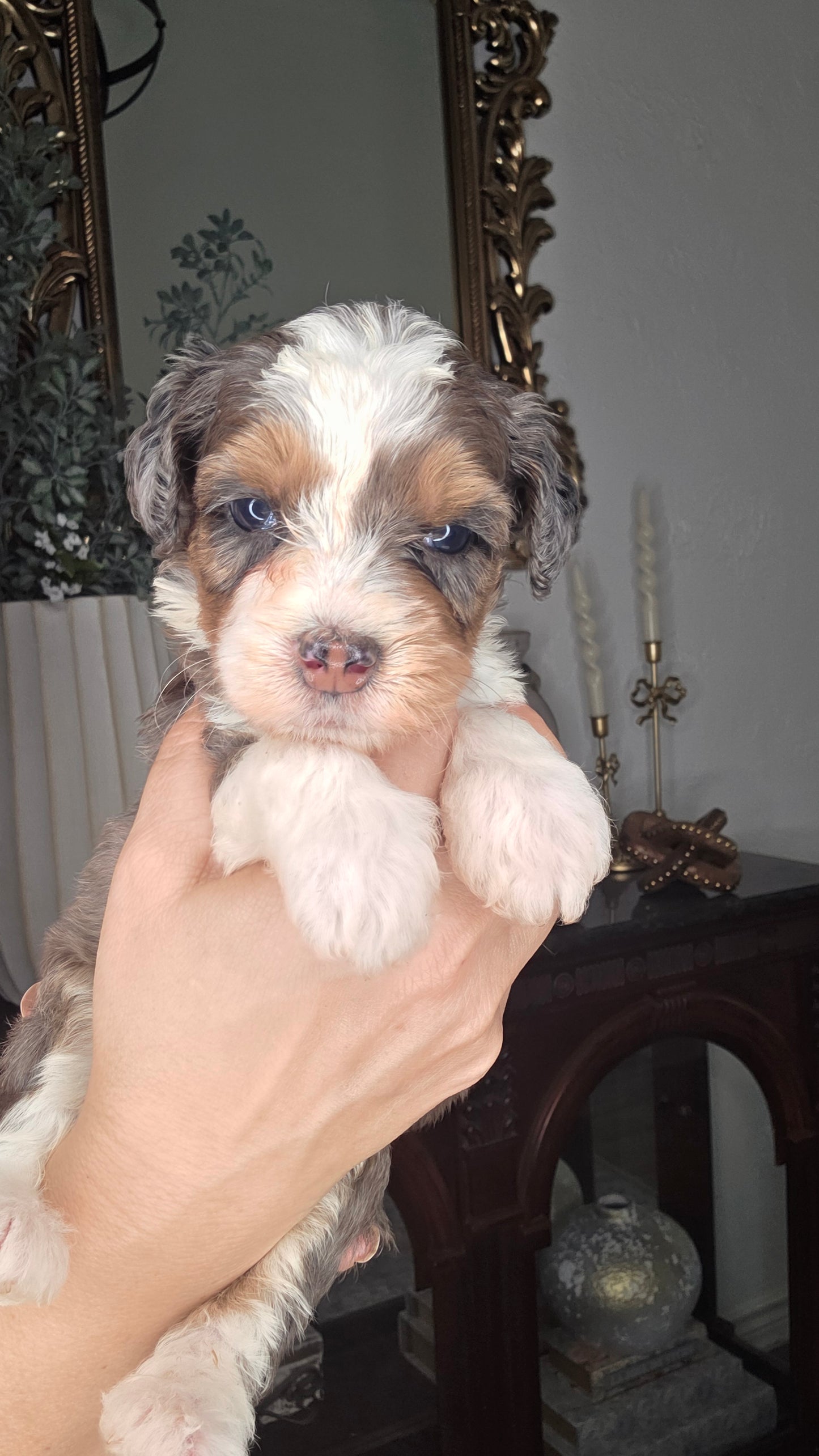 Tucker