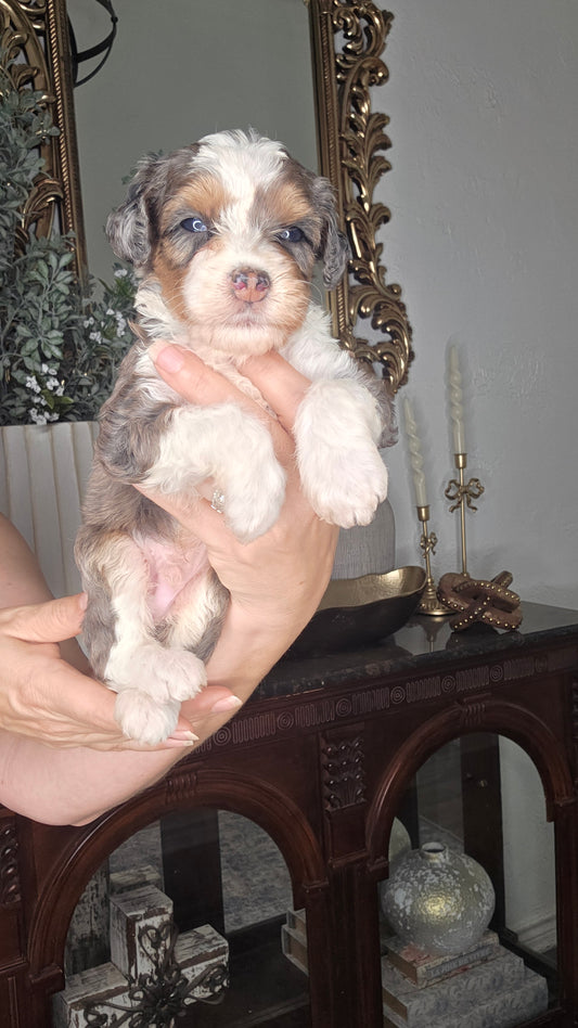 Tucker