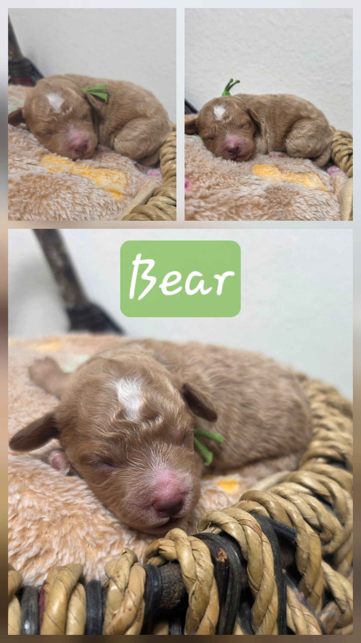 Bear