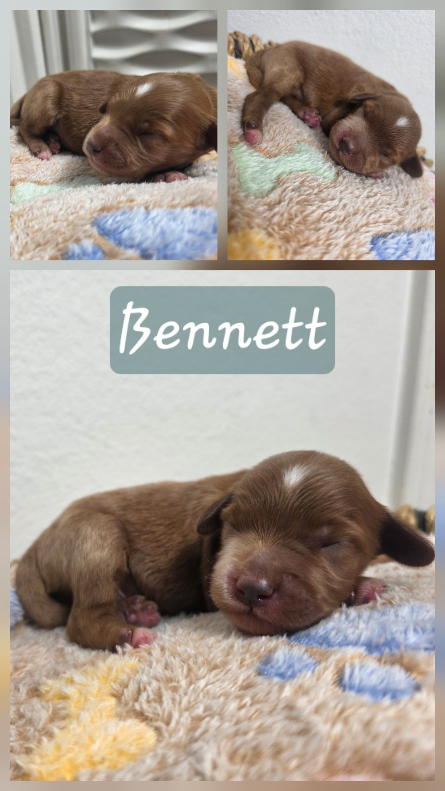 Bennett