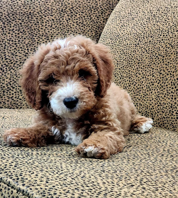 Multi Gen Mini Goldendoodles