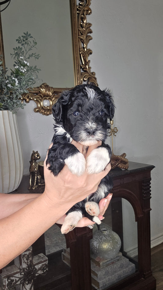Waylon