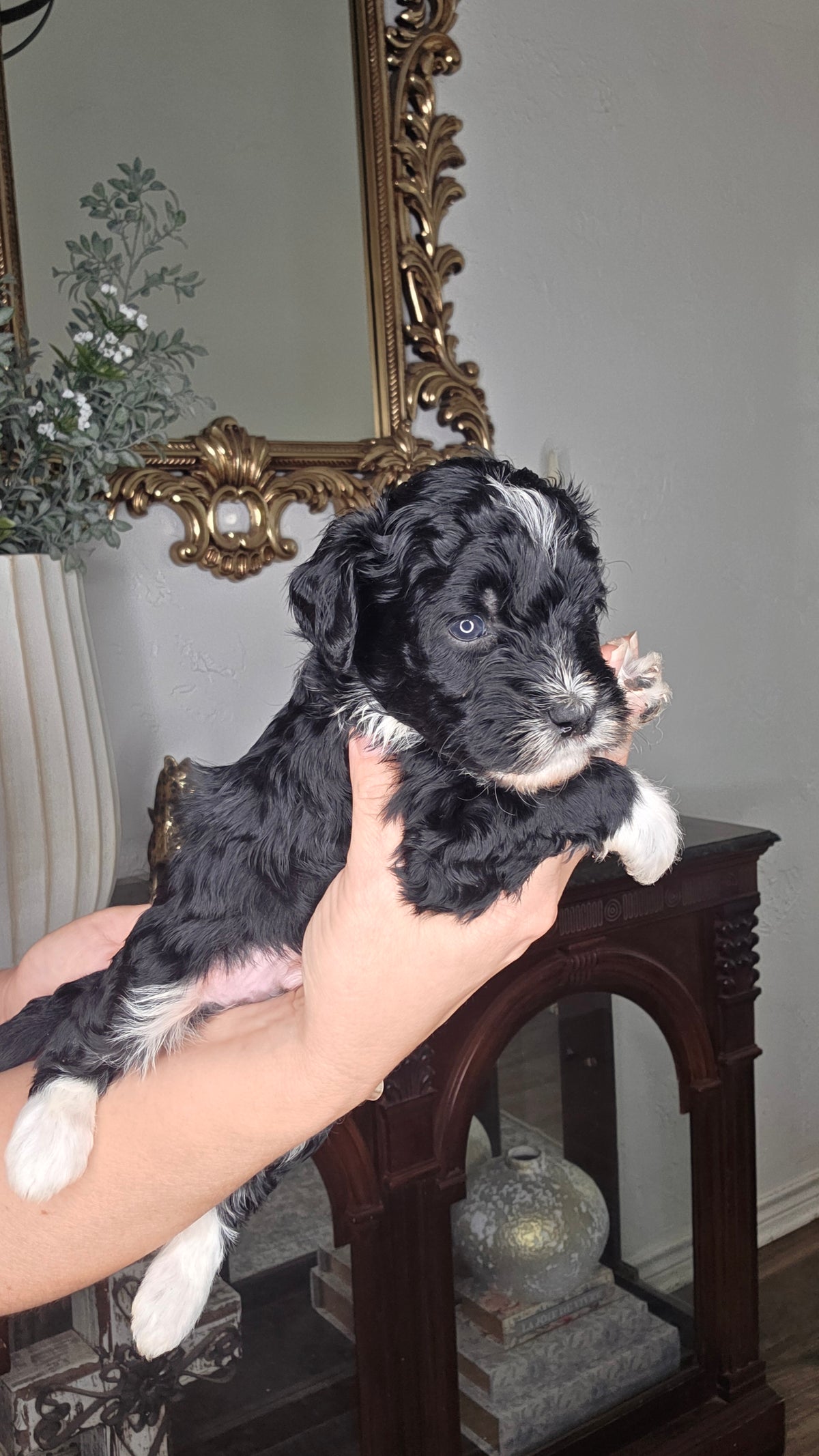 Waylon