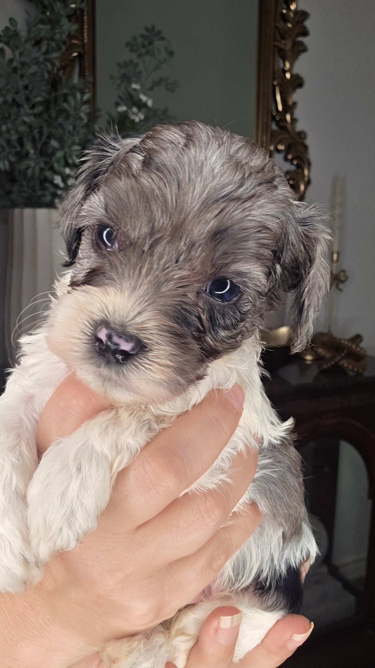 Duke