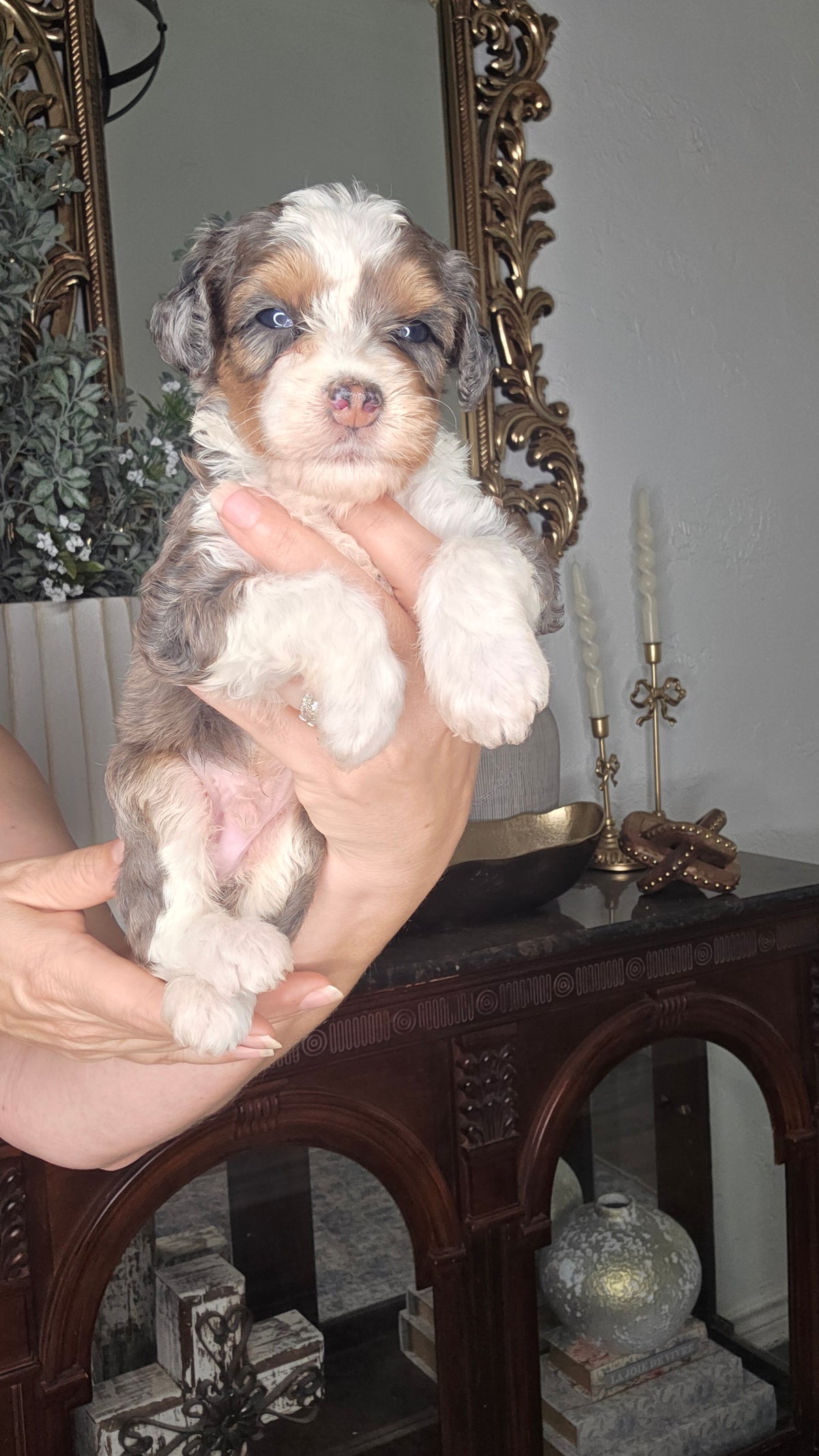 Tucker