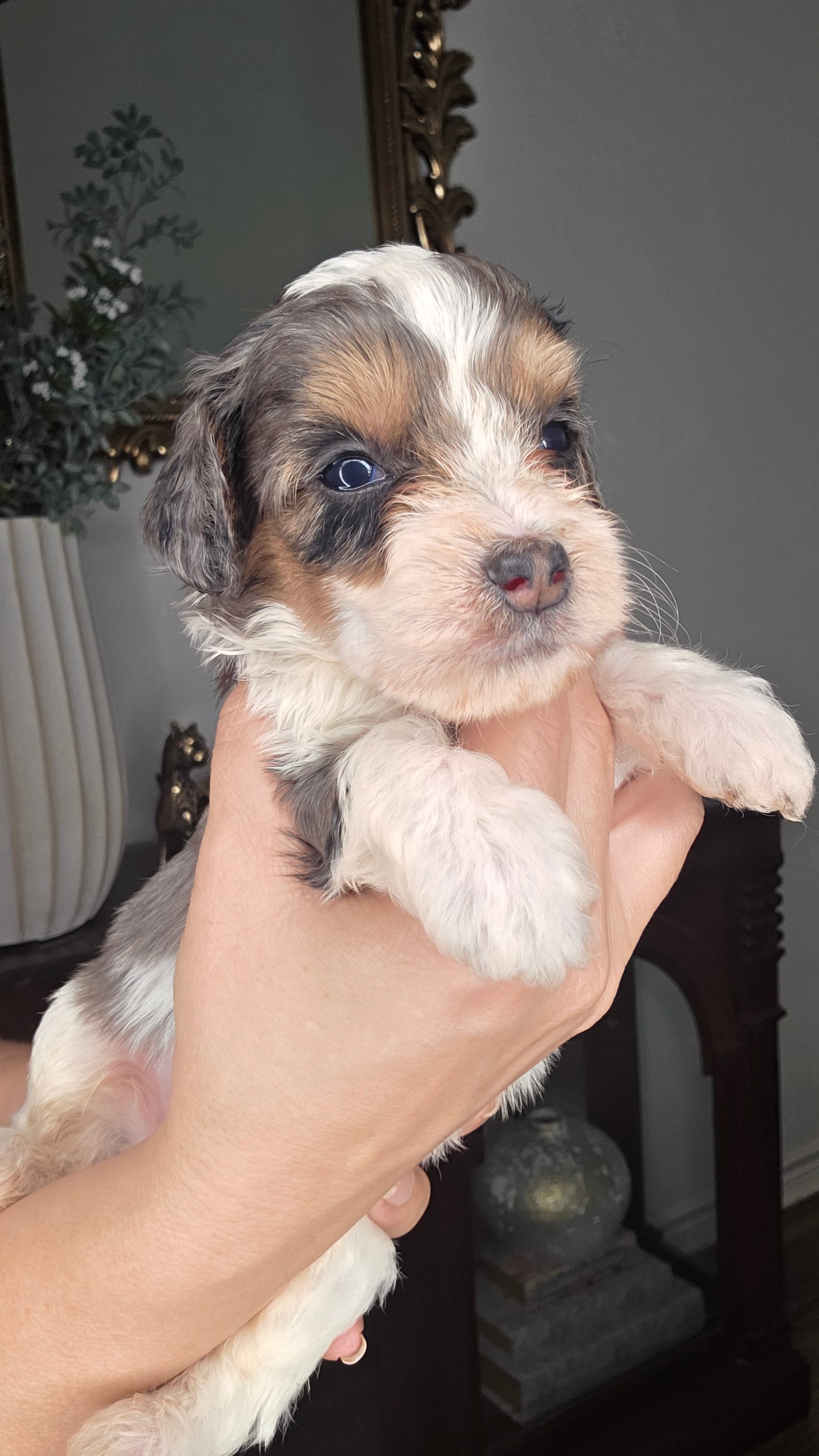 Beau