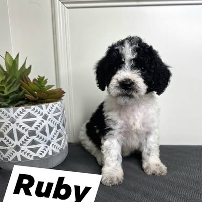 Female 2 - Ruby