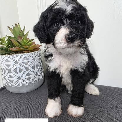Female 3 - Zoey