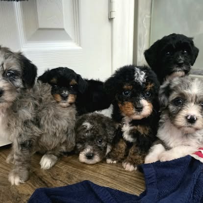 A group of golden mountain doodle puppies sitting together.