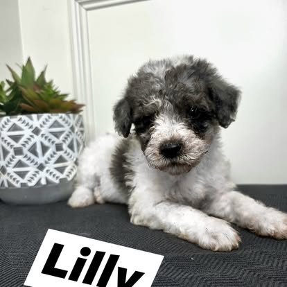 Female 1 - Lily