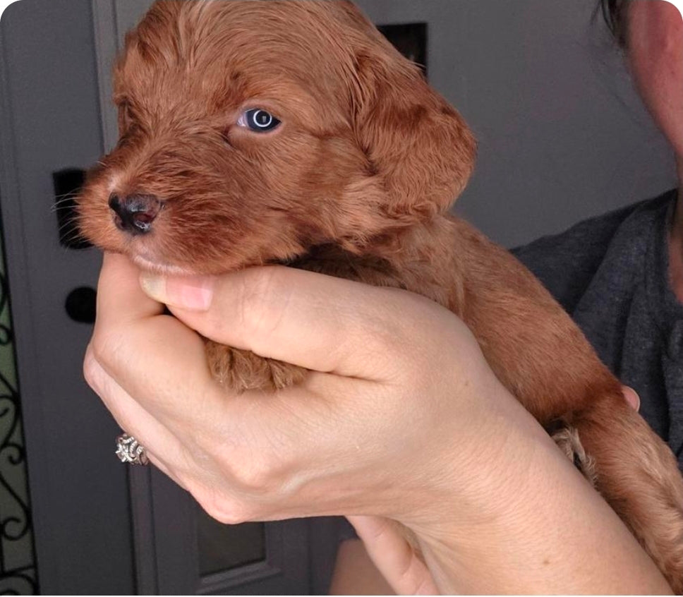Bonnie