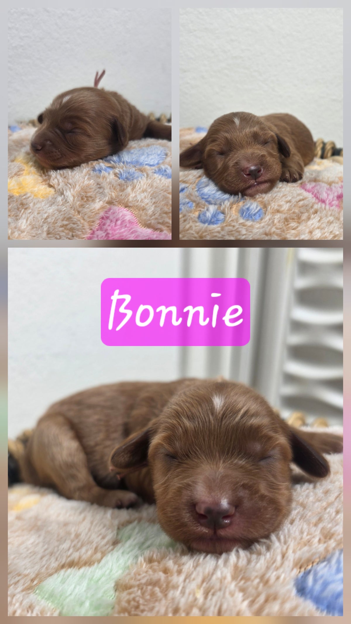 Bonnie