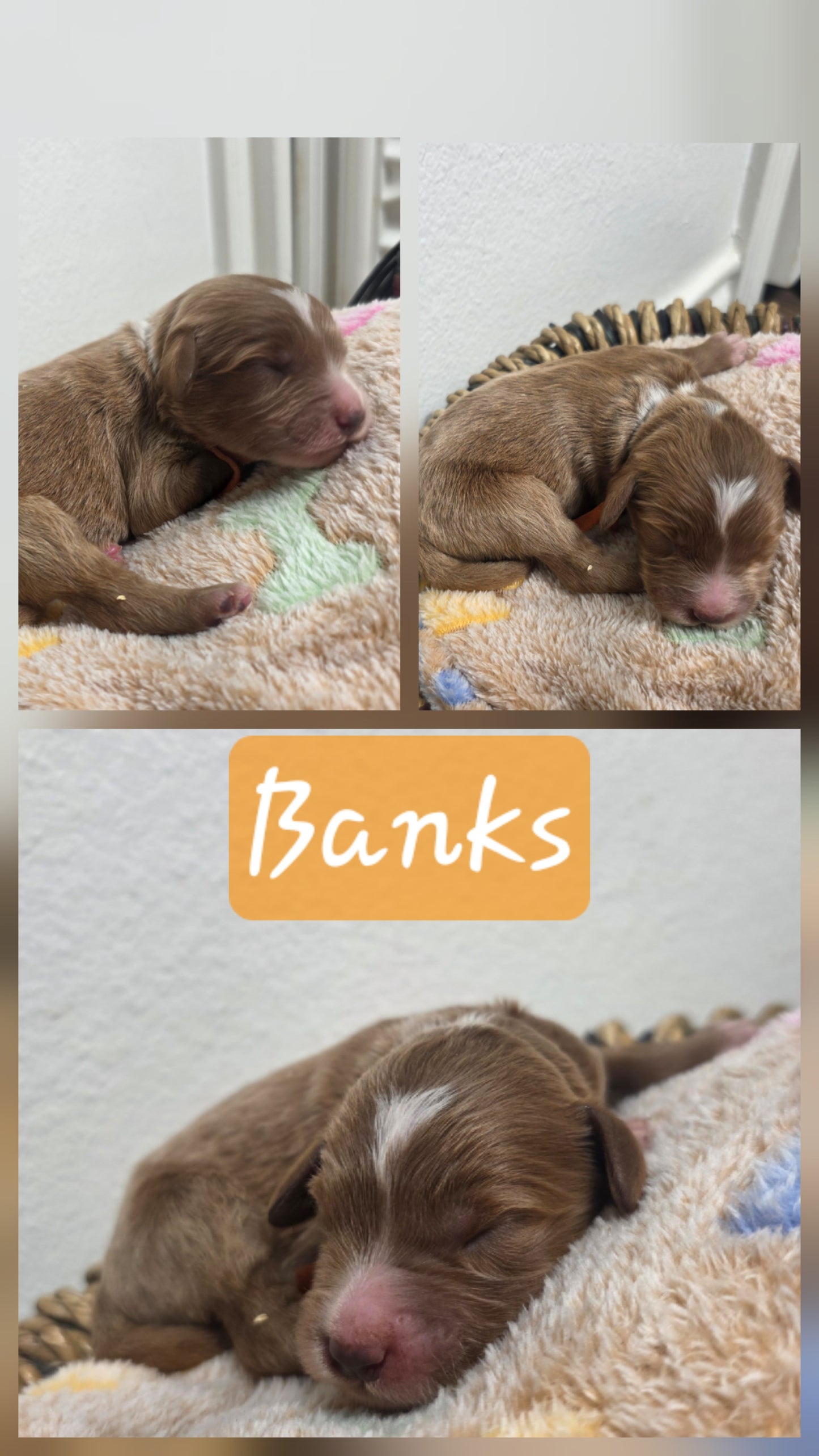 Banks