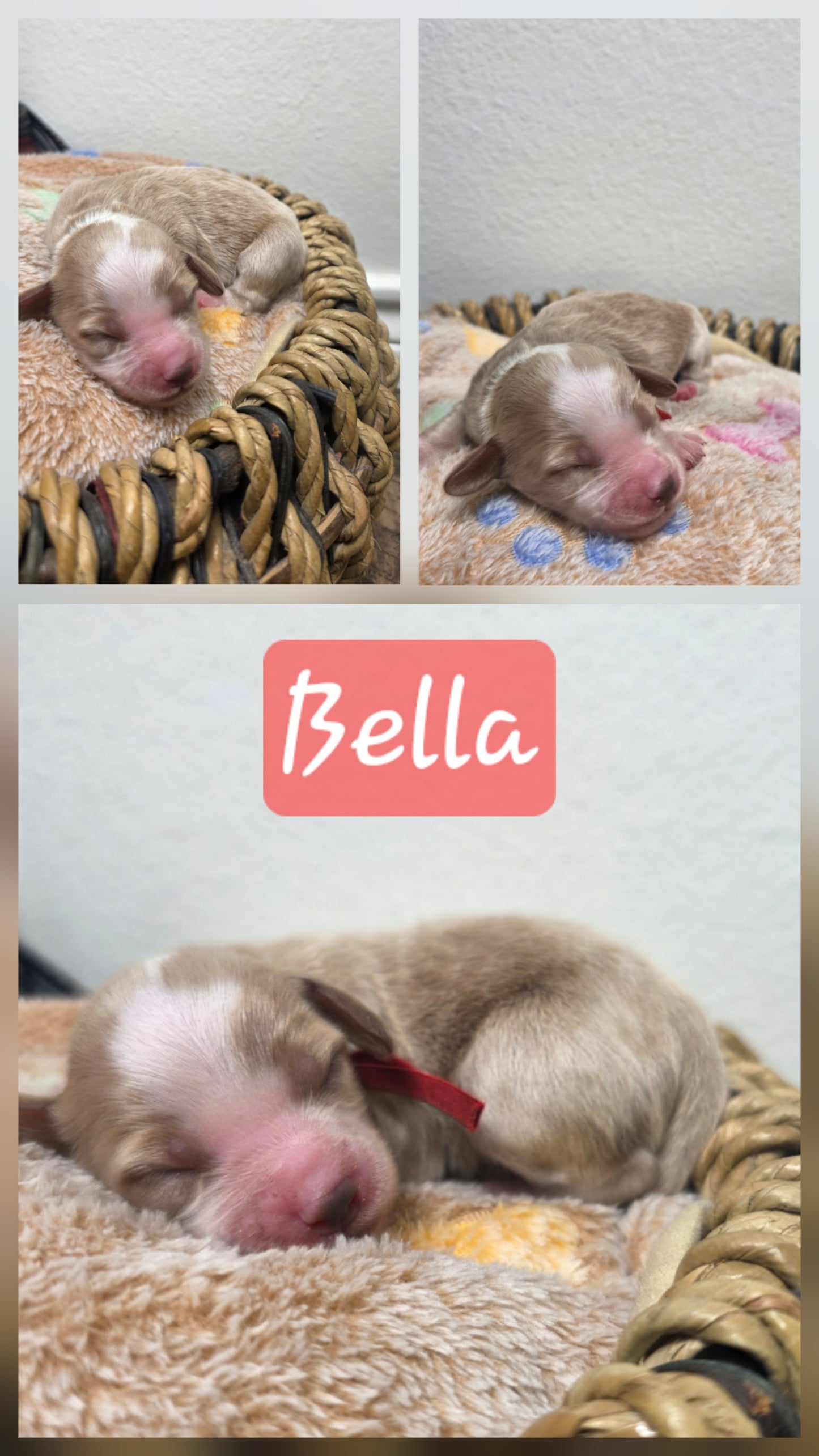 Bella