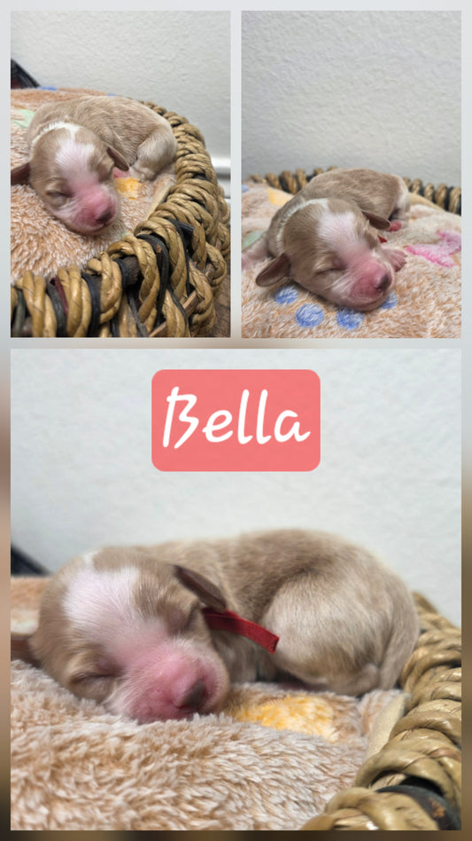 Bella