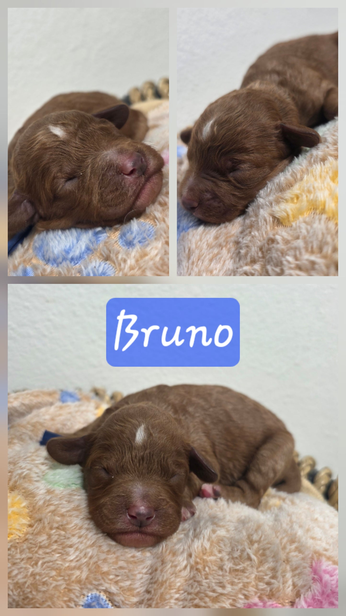 Bruno